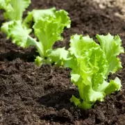 Garden Expert Reveals the Best Vegetables to Plant in July for a Bountiful Harvest