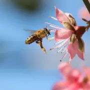 Gardeners' Secret Weapon: A Spoonful of Sugar to Revive Wilted Plants