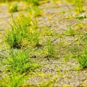 Gardeners' Secret Weapon: The One Simple Trick to Banish Weeds Forever Without Harsh Chemicals