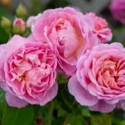 Gardeners' Secret: Why Tomato Plants and Roses Thrive Together – Expert Tips Inside!