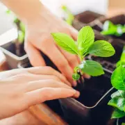 Gardeners Warned: Act This Weekend to Save Your Plants from Killer Frost