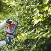 Gardeners Warned: Avoid This Common Mistake Before Planting Hydrangeas for Stunning Blooms