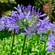 Gardening Expert Reveals the Perfect Time to Plant Tomatoes for a Bumper Harvest