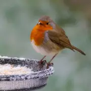 Gardening Secrets: Why Robins Adore Your Garden & How to Attract Them All Year Round