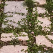 Genius Gardening Hack: Banish Weeds Forever with This Simple Trick