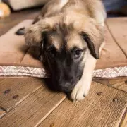 German Shepherd and Golden Retriever Puppies? Not Quite! Meet the Adorable Mixed Breed Taking the Internet by Storm