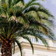 Giant Indoor Palm Tree for Sale – Perfect for UK Homes!