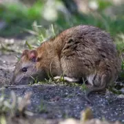 Giant Rats 'Hard-Wired' to Survive Nuclear War Could Invade UK Cities, Experts Warn