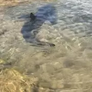 Giant Shark Spotted Near Shore Sparks Panic Among Tourists in Spain