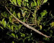 Giant Stick Insects Return to Australia: How These Bizarre Creatures Are Reshaping the Ecosystem