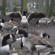 Goose Poo Chaos: Sunday League Football Match Postponed in Foul-Smelling Fiasco