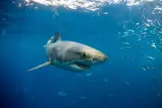 Great White Shark Spotted Near Santa Monica Beach: What You Need to Know