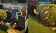 Green Dad's Hilarious Mishap: Recycling Gone Wrong as Father Falls Headfirst into Hedge