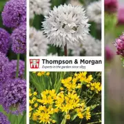 Green Thumbs Rejoice! Get 100 FREE Allium Bulbs from Thompson & Morgan This Spring
