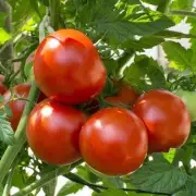 Grow Bigger, Tastier Tomatoes with One Simple Gardening Trick