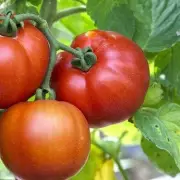 Grow Huge, Juicy Tomatoes with Just One Simple Trick!