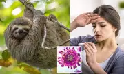 Health Alert: Oropouche Virus Detected in Three Britons – Symptoms and Risks of 'Sloth Fever' Explained