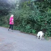 Heartbreaking Moment: Dog Found Lying Next to Owner's Dead Body in Moving Tribute