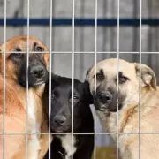 Heartbreaking Truth Behind Beloved 'Sweet Home Alabama' Lyrics Revealed