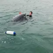 Heartwarming Moment: Wild Dolphin Joins Family for a Swim in Cornwall