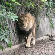 Heartwarming Tale: Dad Gifts Daughters a Zoo Pony – The Unusual Present That Stole Their Hearts