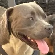 Hero Dog Saves Owner's Life by Leading Rescuers Through Thick Fog in Daring Rescue Mission