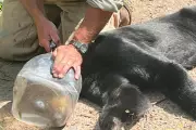 Heroic Rescue: Wisconsin Bear Freed from Plastic Jar After 36-Hour Ordeal