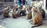 Horrific Monkey Attack in India: 20-Strong Primate Swarm Kills Man Screaming for Help