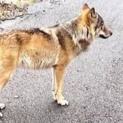 Horrifying Moment 6-Year-Old Boy Dragged Into Woods by 'Problem Bear' in Japan