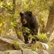 Horror in Essex: 93-Year-Old Grandfather Mauled to Death by Pack of Dogs