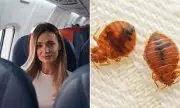 Hotel Horror: Woman Slams 'Disgusting' Bed Bug Infestation After Flight Chaos