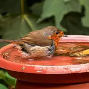 How to Attract Birds to Your Garden Naturally: 10 Essential Tips for a Wildlife Haven