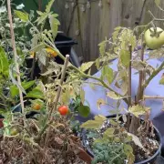 How to Grow Tomatoes in Low Light: Expert Tips for a Bountiful Harvest