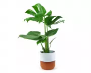 How to Restore Your Cheese Plant’s Shine: Expert Tips for Lush, Glossy Leaves