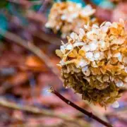 How to Revive Abandoned Hydrangeas for Bigger, Stronger Blooms