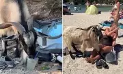Hungry Goat Causes Chaos on Greek Beach: Tourists Harassed for Snacks
