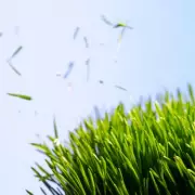 Is It Legal to Cut Your Grass in the UK? Rules Every Homeowner Should Know