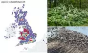 Japanese Knotweed Invasion: How Warmer Weather Fuels the Spread of This Aggressive Plant