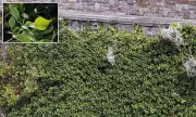 Knotweed Nightmare: Invasive Plant Plunges Seaside Property Prices into Crisis