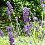 Lavender Care in August: Essential Tips for a Thriving Garden