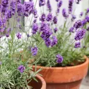 Lavender Care Secrets: One Simple Trick for a Thriving Summer Bloom