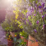 Lavender Pruning Secrets: Expert Reveals When to Cut for a Thriving Garden Display