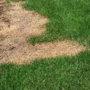 Lawn Rescue: The 5p Hack to Revive Brown Patches Overnight