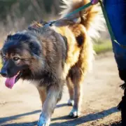Leicestershire Dog Attack Horror: Six Hospitalised After Vicious XL Bully Mauling