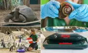London Zoo's Annual Weigh-In Reveals Giant Galapagos Tortoise and Capybara Crowned Largest Residents
