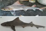 Lost Shark Found: 'Extinct' False Catshark Rediscovered After Decades