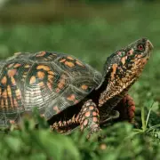 Man Caught Smuggling 850 Turtles in His Trousers – Bizarre Wildlife Bust