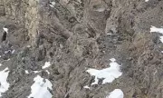 Master of Disguise: Rare Snow Leopard Perfectly Camouflaged in Stunning Wild Snapshot