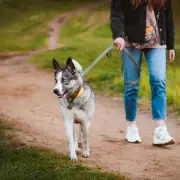 Met Office Warns Dog Owners as UK Braces for Scorching Heatwave
