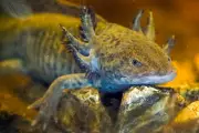 Mexico's Axolotl Salamanders Hold the Key to DNA Mysteries – Can They Be Saved?